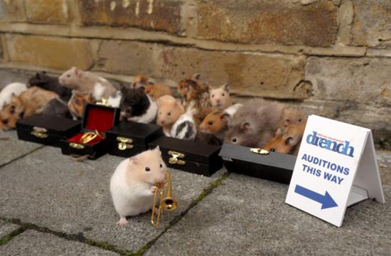 091126cl5chuothamster4 Cuộc thi thổi kèn dành cho chuột Hamster