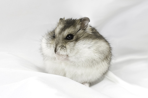 Dwarf Hamster Cách giúp bạn phân biệt các loài Hamster