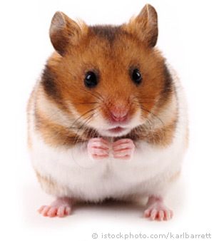 syrian hamster 000008437184 Cách giúp bạn phân biệt các loài Hamster