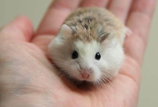 whiteface roborovski Cách giúp bạn phân biệt các loài Hamster