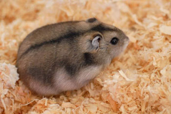 winter white russian dwarf hamster 2 Cách giúp bạn phân biệt các loài Hamster