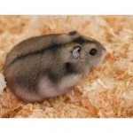 20110726000128 winter white russian dwarf hamster  150x150 Hamster Sóc