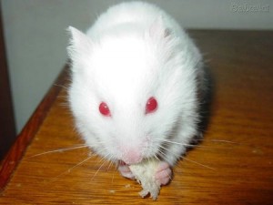 630118 bigthumbnail 300x225 albino hamster