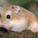 Roborovski-Hamster