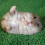 cute-hamster[1]