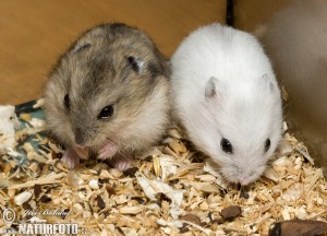 winter white dwarf hamster 69410 300x216 winter white dwarf hamster 69410