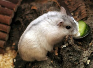winter white russian dwarf hamster 1 300x219 winter white russian dwarf hamster 1