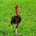 Cách nuôi gà chọi nhanh lớn để làm giàu chỉ trong ‘chớp mắt’